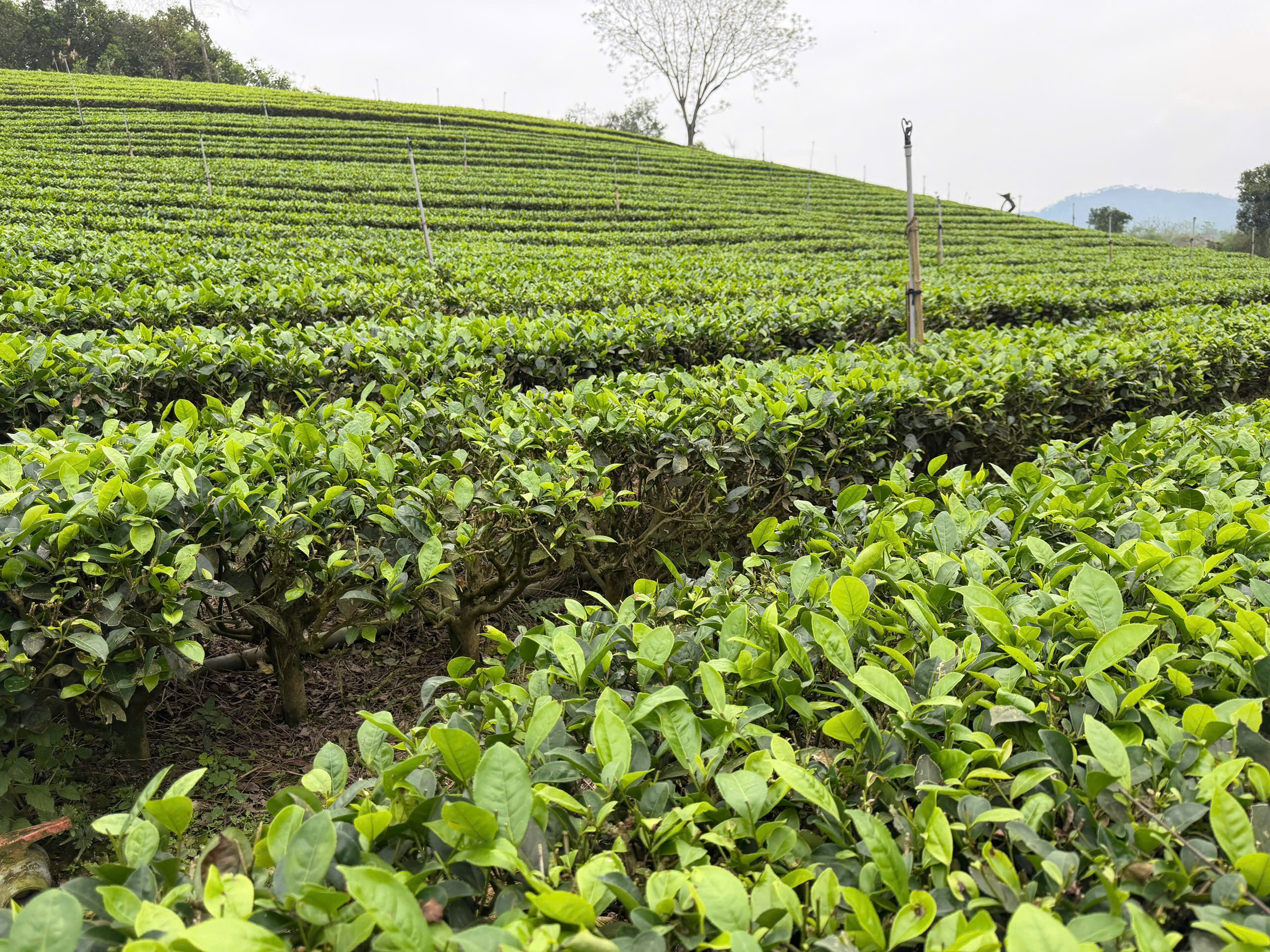 Người thợ thủ công đang hái trà tại vùng sông Cầu
